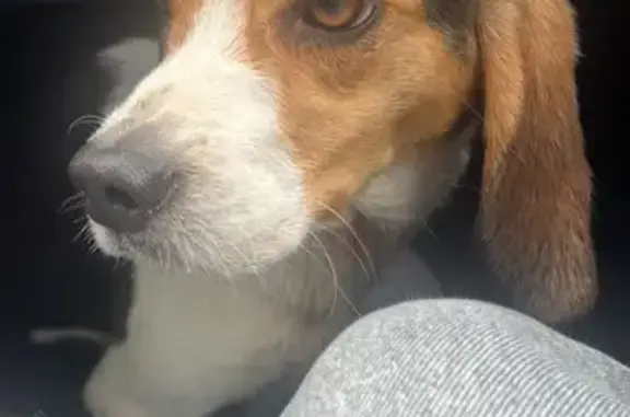 Animaux trouvés Quéven, photo: Trouvé Chien femme, Lieu dit Kergren, 18, Quéven - tricolore