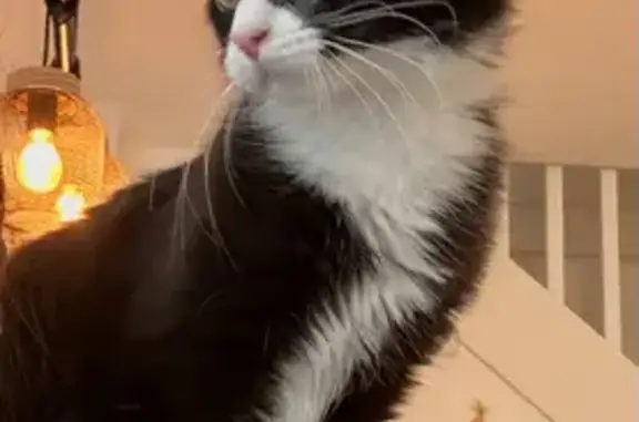 Chat perdu, Vallet, photo: Chat perdu, Rue de la Bourie, Vallet - femelle noire et blanche