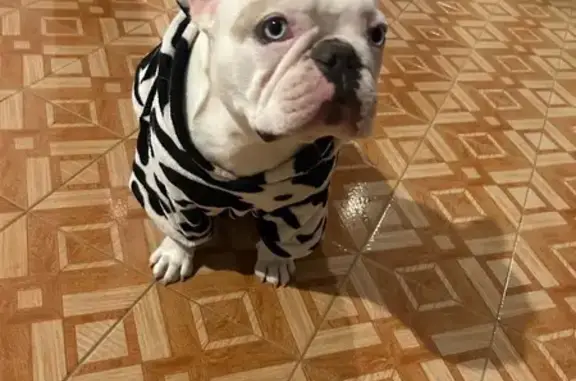 Perdido perro hembra, Boulevar...