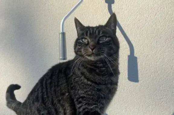 Chat perdu, Châteauneuf-d'Ille-et-Vilaine, photo: Perdu Chat, Rue de la Brisardière, Châteauneuf-d'Ille-et-Vilaine - chatte tigrée