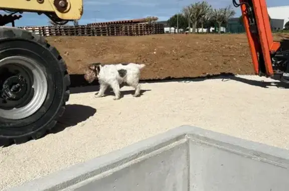 Animaux trouvés La Rochelle, photo: Trouvé chien, Rue Élie Barreau, 116, La Rochelle - fox terrier peureux