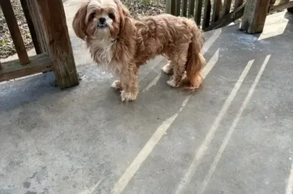 Lost male dog, Louisville, Kentucky - tan and white with a lot of hair - photo