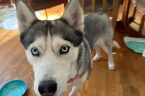 Missing dog Brooklyn, photo: Lost female dog, Legion Street, Brooklyn - gray and white Husky
