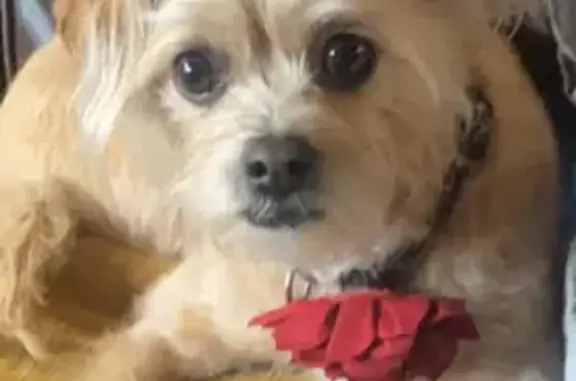 Missing dog Arlington, photo: Lost female dog, South Lake Terrace, 1932, Independence, Arlington - tan terrier chihuahua mix