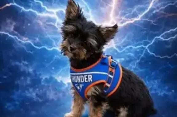 Lost male dog, Southeast 51st Street, Oklahoma City - black and tan Yorkie - photo