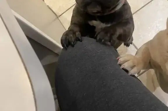 Lost dog, Central Expressway, McKinney - male, white and black French - photo