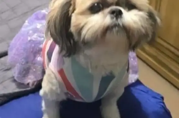 Lost Female Dog, Windswest Court, Oklahoma City - white and apricot with pink collar - photo