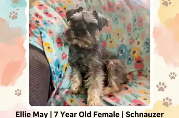 Lost female dog, Gees Grove Road, 728, Siler City - silver and gray, wearing a tutu dress - photo