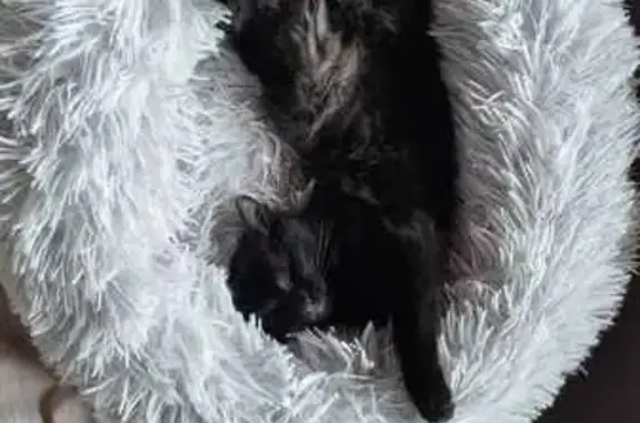 Animaux perdus Mont-de-Marsan, photo: Chat perdu, Chemin de Paroix, Asson, Mont-de-Marsan - femelle pucée