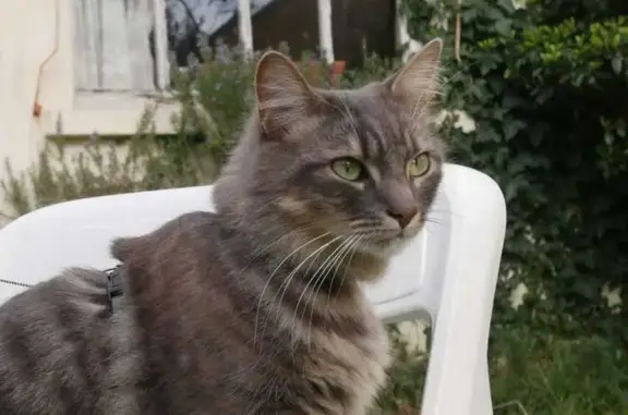 Animaux perdus Arès, photo: Perdu Chat homme, Rue du 14 Juillet, Arès - tigré gris