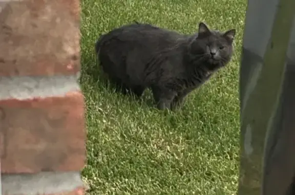 Found cat, Lafayette Road, Cla...