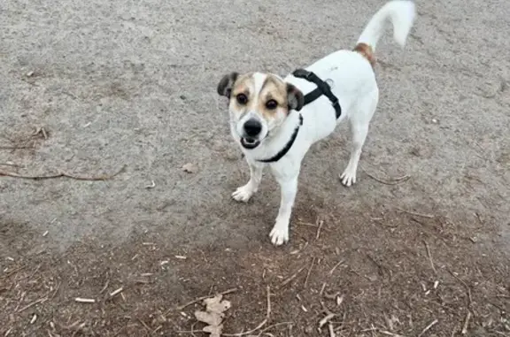 Маленький до 10 кг. Схожий на метиз джека рассела. Хлопчик, зі шлейкою чорного кольору. Знайдений в районі 17:00. На руки йде.