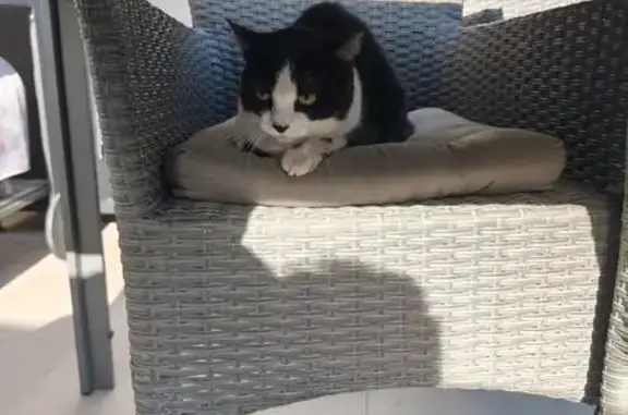 Negro y blanco. Está en mi terraza, Está en mi terraza, donde no puedes escapar. Es muy tímido y no puedo atraparlo.