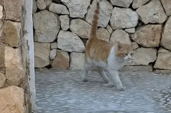 Encontrado gato, Calle Las Pit...