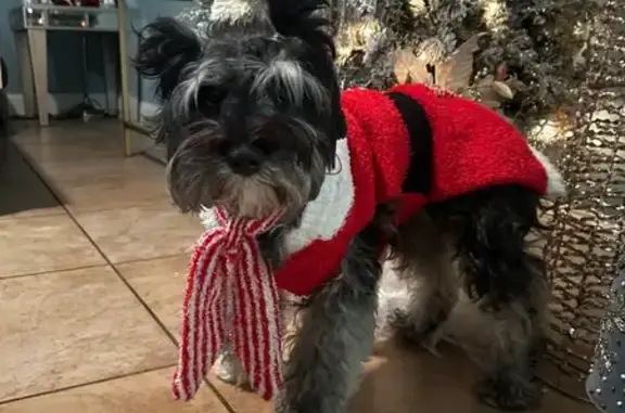 Lost female dog, Northwest 121st Street, 405, North Miami - schnauzer with black and gray hair - photo