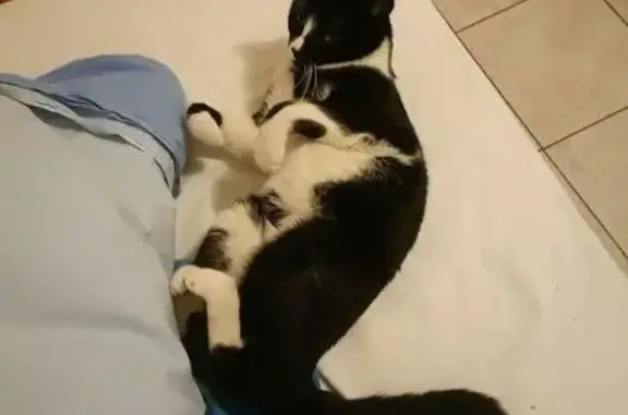 Animaux perdus Lyon, photo: Chat perdu, Chèzeneuve, Lyon - craintif avec puce étrangère