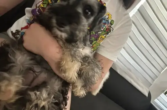Lost female dog, Northwest 121st Street, 425, North Miami - schnauzer named Grey - photo