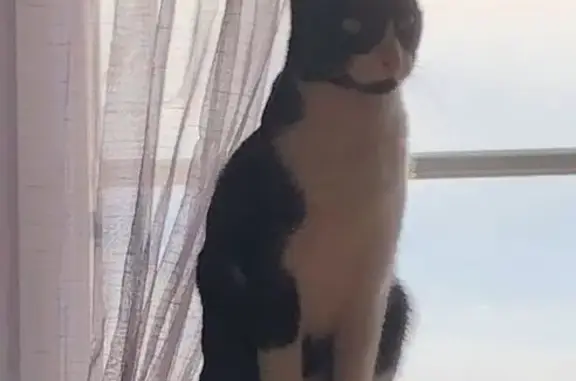 Animaux perdus Lyon, photo: Chat perdu, Witry-lès-Reims, Grand Est - chatte mince noire et blanche