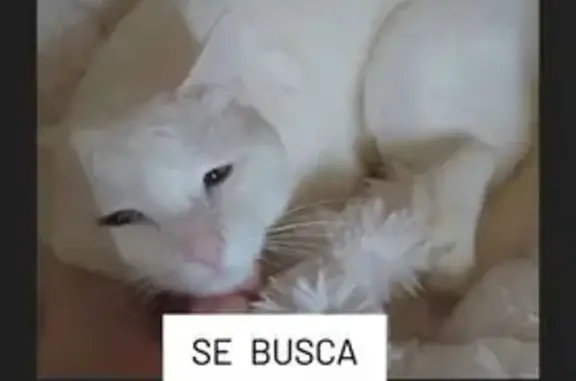 Perdido gato masculino, Calle Agravio, Águilas - photo