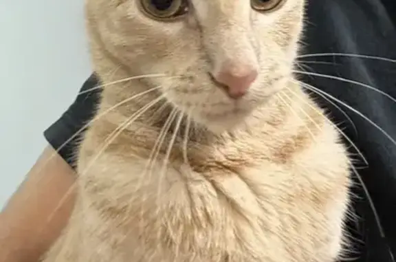Lost male cat, Elton Street, 884, New York - orange with a bent tail - photo