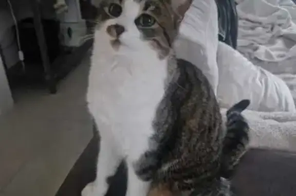 Animaux perdus Brie-Comte-Robert, photo: Chat perdu, La Petite Varenne, Évry-Grégy-sur-Yerre - tigre gris