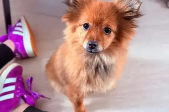Chien perdu Houdain, photo : Chien perdu, Houdain, Lille - femelle Spitz allemand