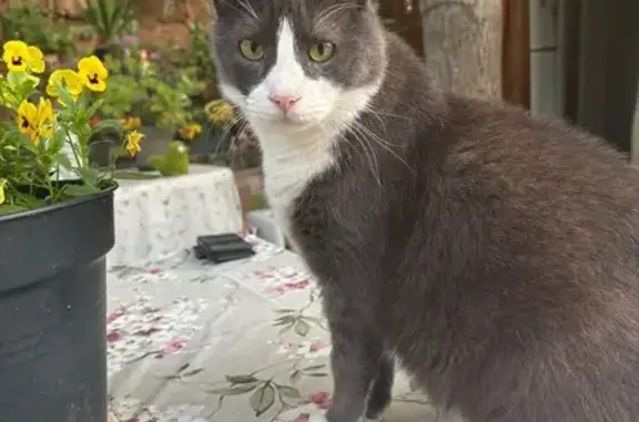 Animaux perdus Fréjus, photo: Chat perdu, Boulevard Salvarelli, Fréjus - mâle gris et blanc