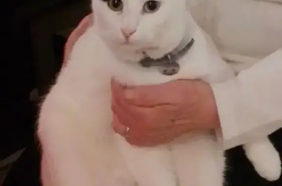 Perdu chat mâle, Saint-Sauveur-des-Landes - blanc avec tâche noire - photo