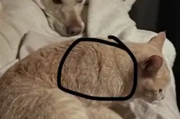 Missing cat Jacksonville, photo: Lost male cat, Loch Lomond Lane, Jacksonville - nick on right ear