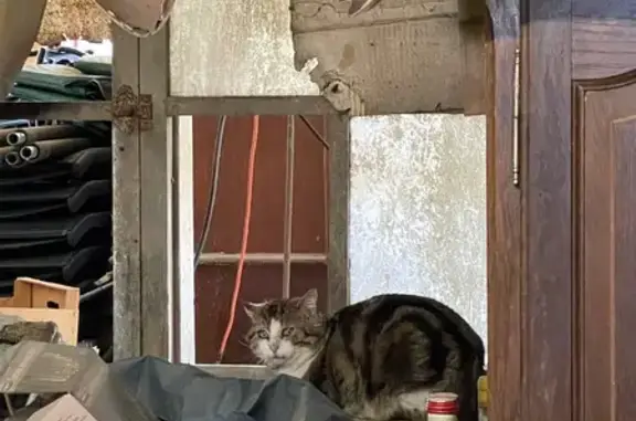 Animaux trouvés Saubrigues, photo: Trouvé Chat, Route d'Ugne, 1000, Saubrigues