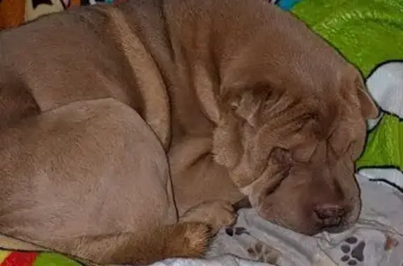 Chien perdu Pléguien, photo : Perdu Chien, Le Grand Chemin, 10, Tréguidel, Pléguien - sharpei beige très sociable