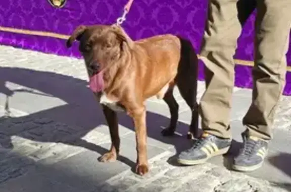 Encontrado perro macho, Calle...