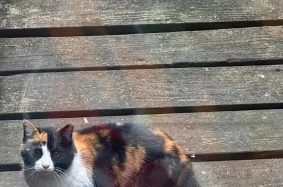 Found female cat, West Frankli...