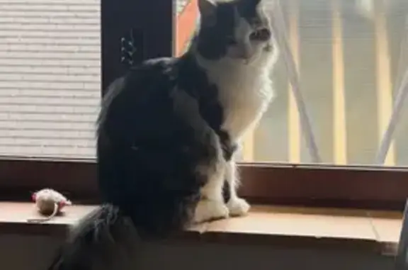 Animaux perdus Bayonne, photo: Chat perdu, Avenue Henri de Navarre, Bayonne - femelle craintive