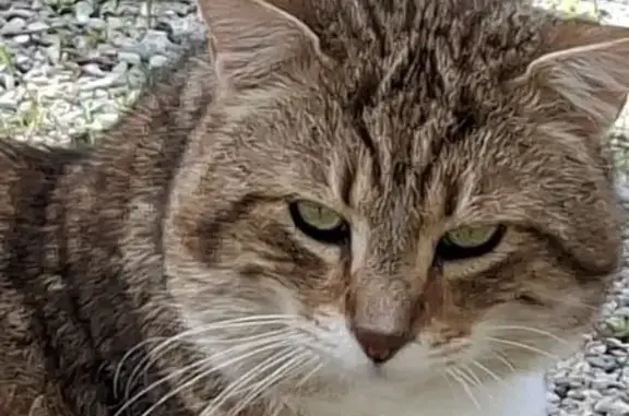 Animaux trouvés Pertuis, photo: Chat trouvé, Avenue des Berges Basses, Pertuis - craintif et ne miaule pas