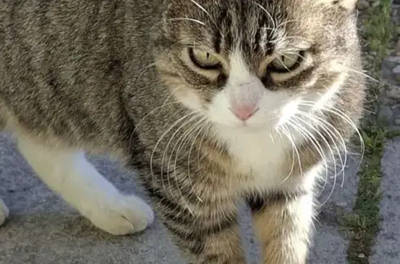 Animaux trouvés Pertuis, photo: Chat trouvé, Boulevard Jules Ferry, Pertuis - minette tigrée avec chaussettes blanches
