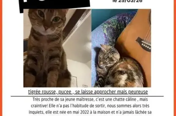 Animaux perdus Amiens, photo: Chat perdu, Rue du Bellay, Amiens - tigrée avec des spirales