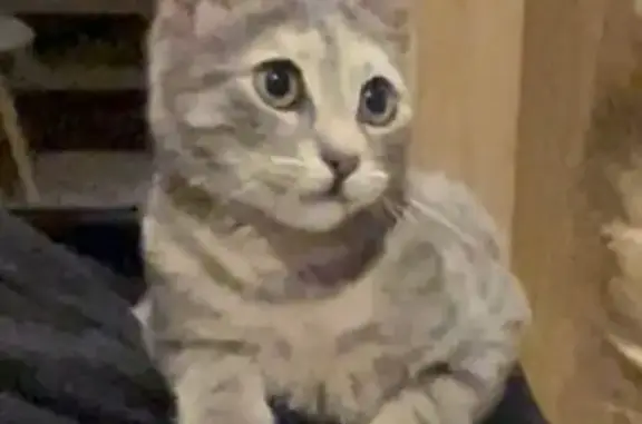 Perdu Chat femme, Rue du Temple, Argenteuil - chatte grise tigrée - photo