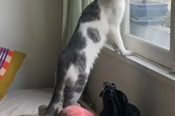 Chat perdu, Saint-Denis, photo: Perdu Chat, Rue de la Liberté, 37, Saint-Denis - mâle blanc avec taches tigrées