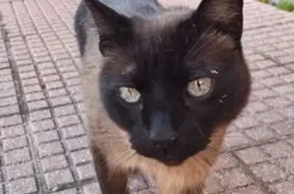 Búsqueda de mascotas, foto: Encontrado gato, Calle de Miguel Hernández, Alcobendas