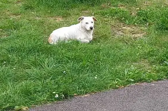 Chien trouvé Ivry-sur-Seine, photo: Trouvé Chien, Place de la République, Ivry-sur-Seine - petit chien blanc