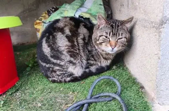 Chat trouvé Paris, photo: Chat trouvé, Rue Parmentier, Sartrouville - craintif de l'homme