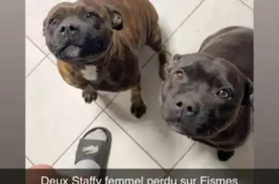 Chien perdu, Fismes, Metz - femelles Staffy Orca et Tequilla - photo