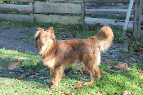 Animaux perdus Tresses, photo: Chien perdu, Rue du Courala, 675, Landiras - berger Australien couleur chocolat