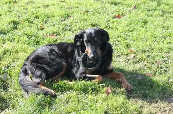 Animaux perdus Tresses, photo: Perdu Chien, Rue du Courala, 675, Landiras - chienne berger noir et fauve
