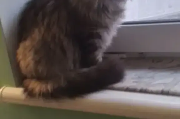 Зник кіт, Ружичнянський провулок, Хмельницький - сірий, тігристий, довгошерстний - photo