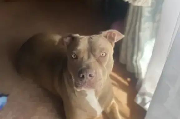 Lost female dog, Waterloo Corner, Adelaide - photo