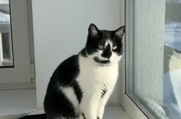 Зникла кішка, Гатне, Київська область - чорно біла, боязка - photo