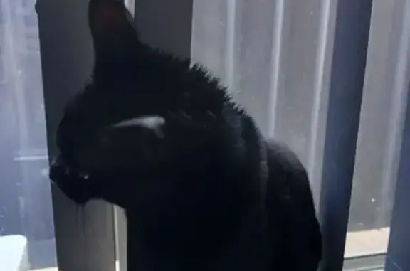 Lost female cat, Hawick Avenue, Playford - black short-haired - photo