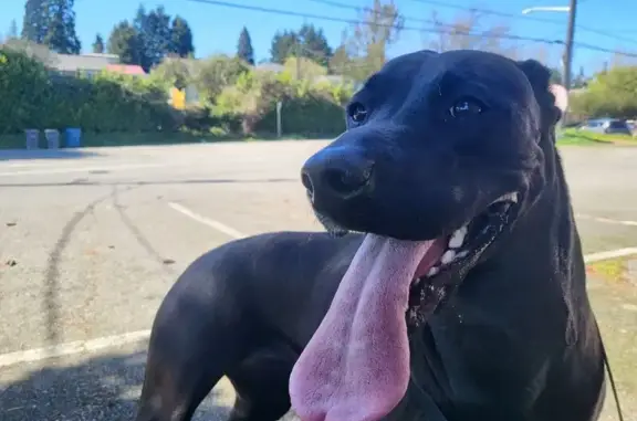 Found dog Tukwila, photo: Found female dog, Military Road South, Tukwila - dark brown, about a year old
